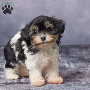 Cally, Havachon Puppy